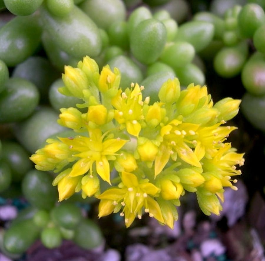 Sedum Hernandezii