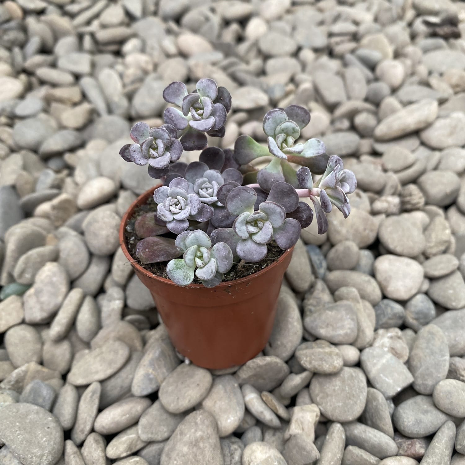 Sedum spathulifolium 'Purpureum' (Broadleaf Stonecrop, Stonecrop)