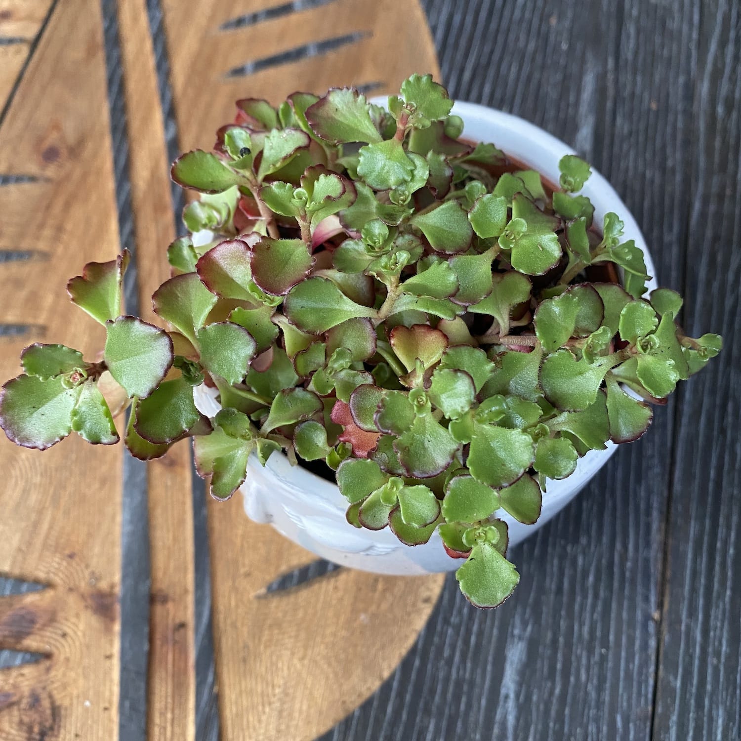 Sedum spurium ‘Schorbuser Blut' (Dragon's blood Sedum)