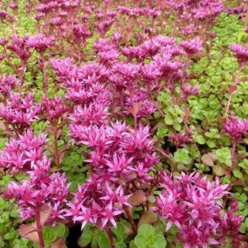 Sedum spurium ‘Schorbuser Blut' (Dragon's blood Sedum)