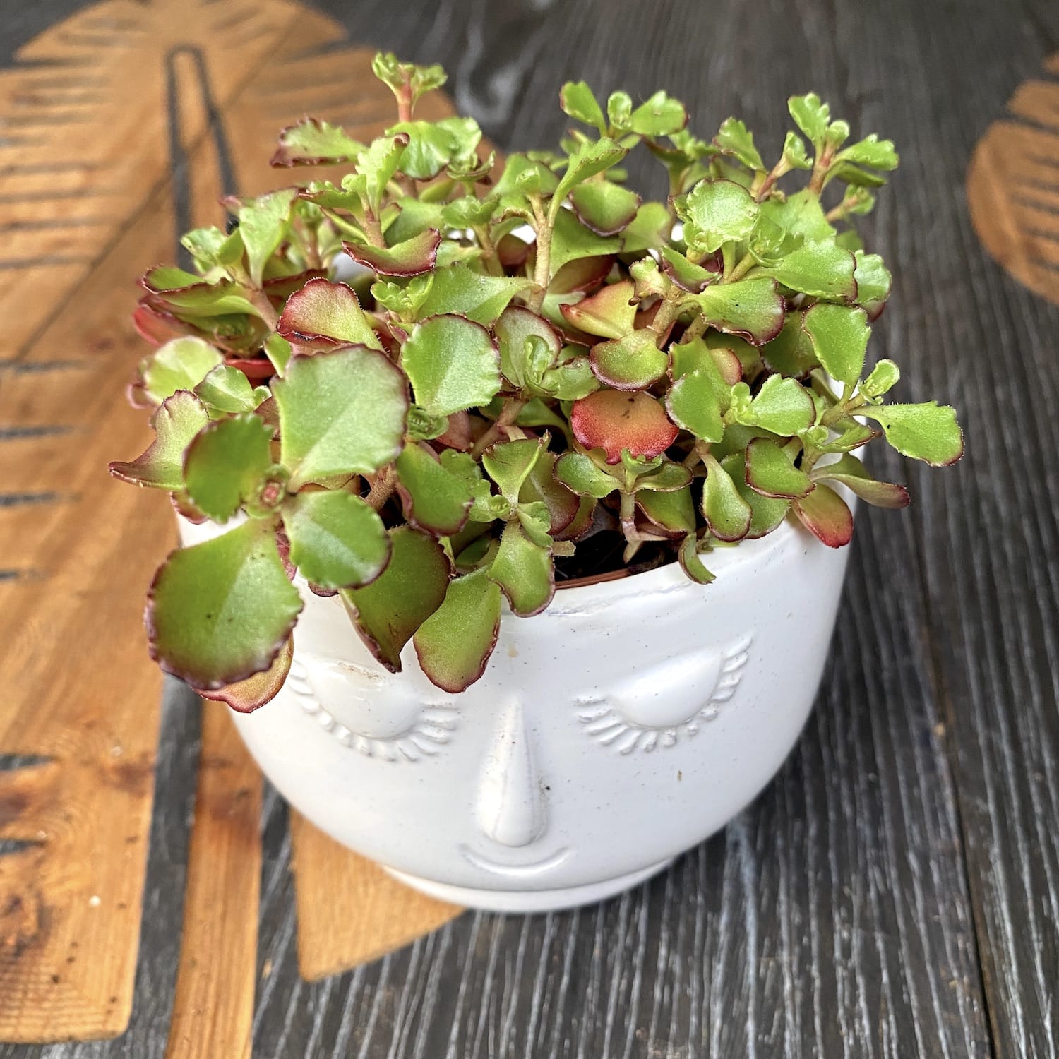 Sedum spurium ‘Schorbuser Blut' (Dragon's blood Sedum)