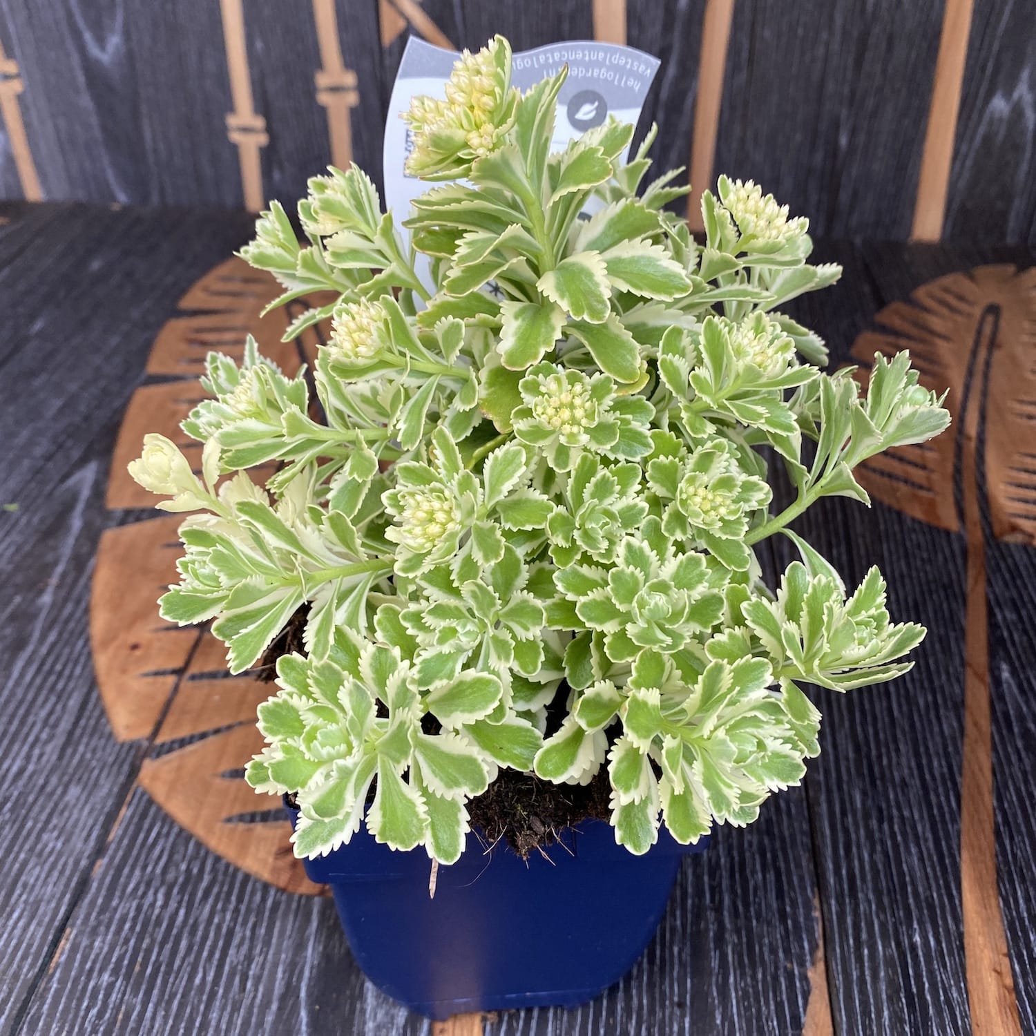 Sedum takesimense 'Atlantis' (frunze variegate)