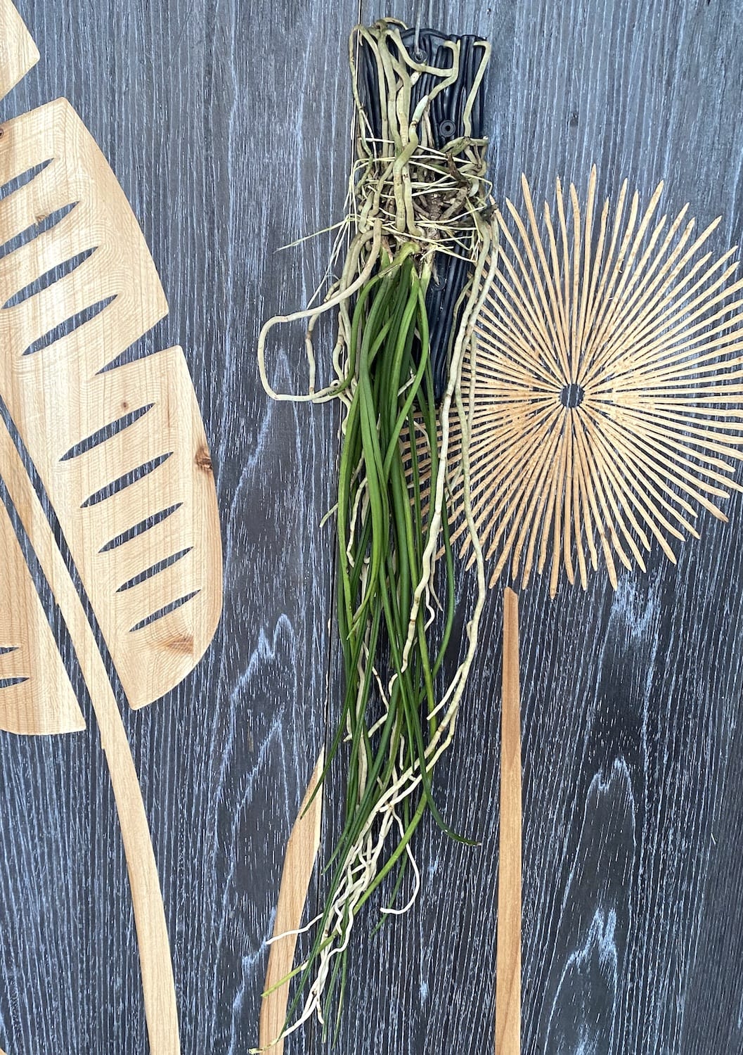 Seidenfadenia (Aerides) Mitrata *duftend