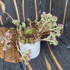 Sempervivum ‘Chick Charma’ - planta urechelnita