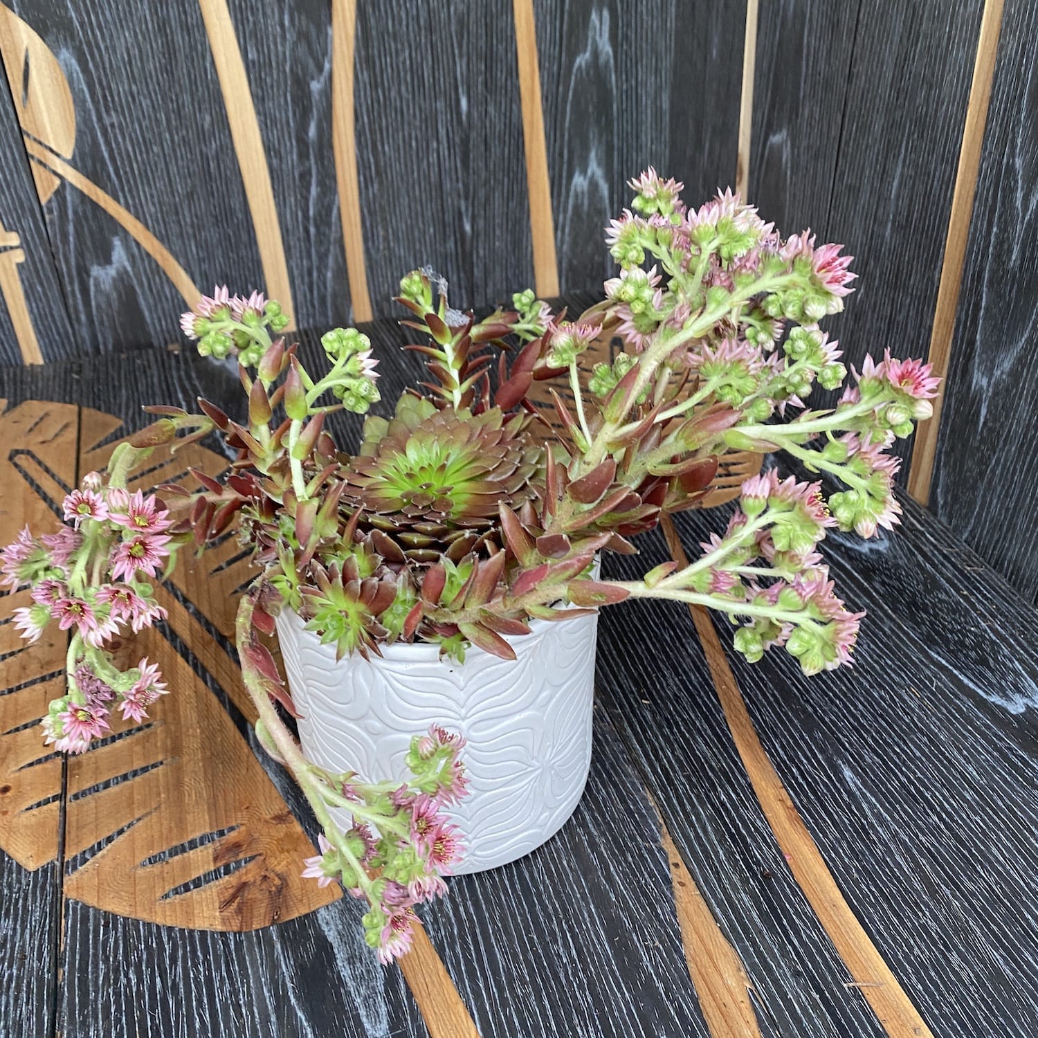 Sempervivum ‘Chick Charma’ - planta urechelnita