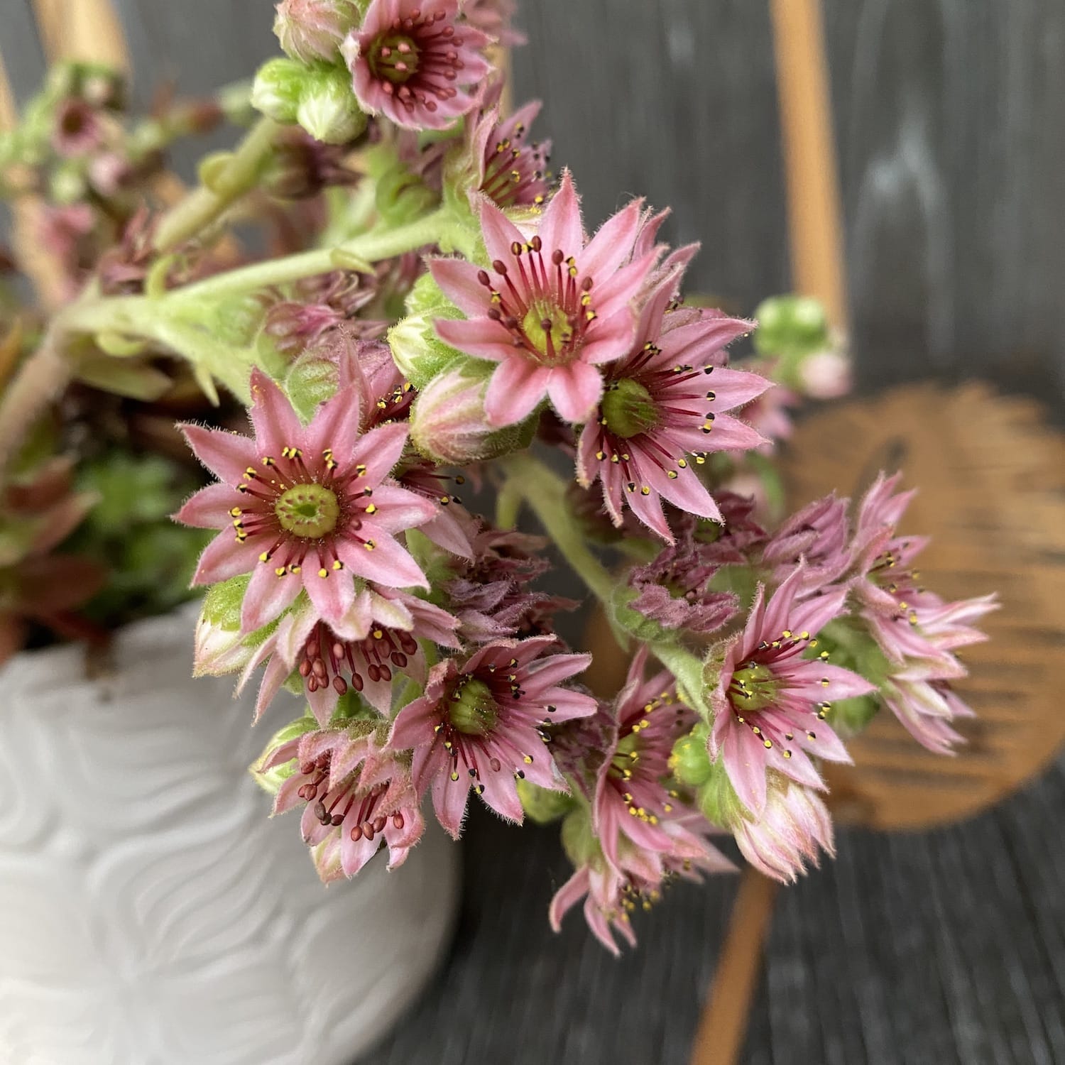 Sempervivum ‘Chick Charma’ - planta urechelnita