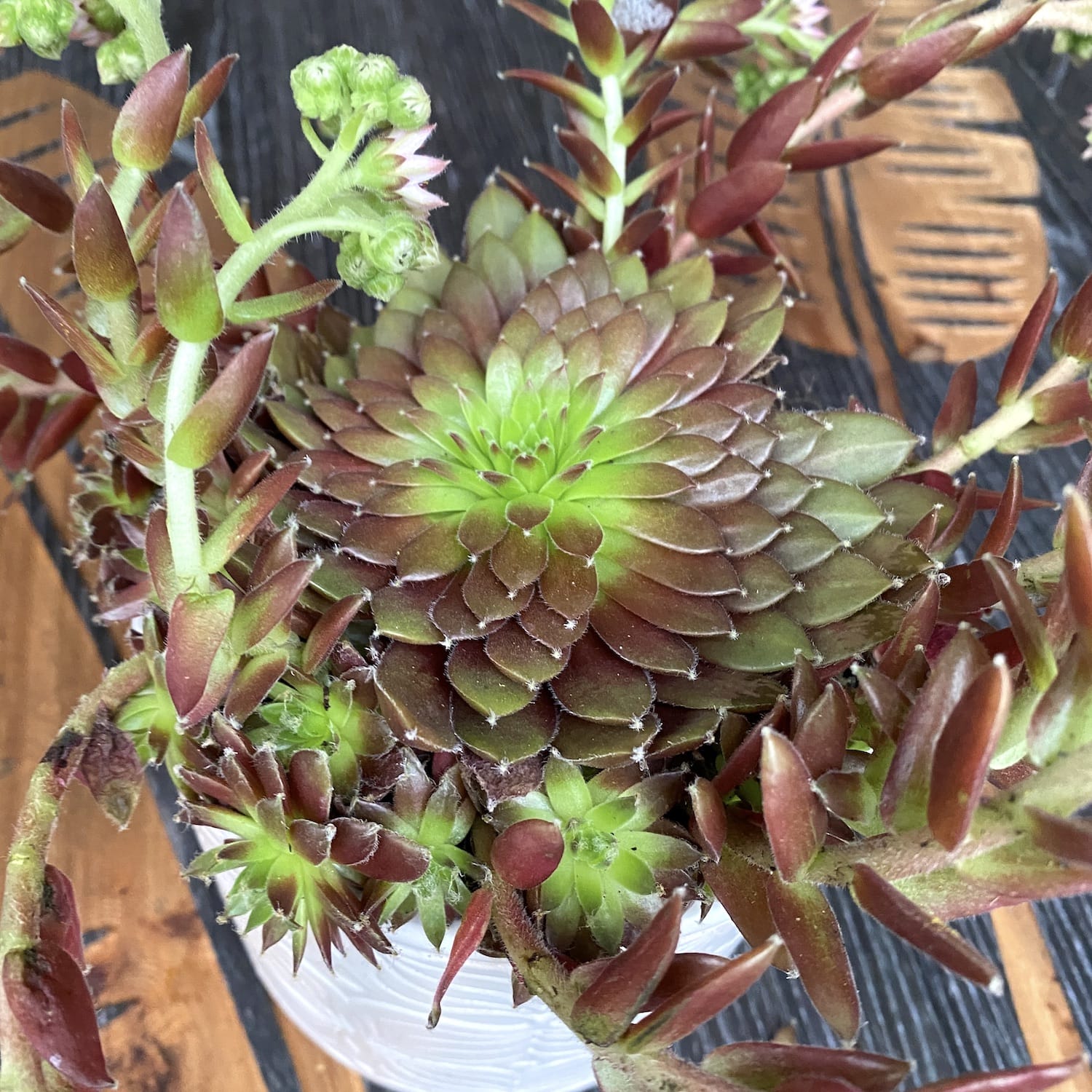 Sempervivum ‘Chick Charma’ - planta urechelnita