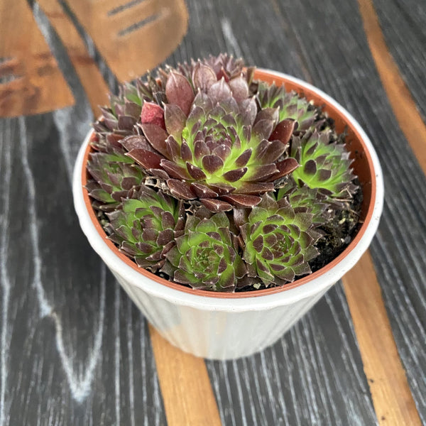 Sempervivum 'Coral Red' (Earring Plant)