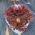 Sempervivum 'Lissabon Wine Red' - Uhani rastlina
