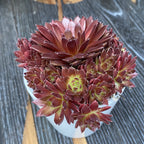 Sempervivum 'Lissabon Wine Red' - Uhani rastlina