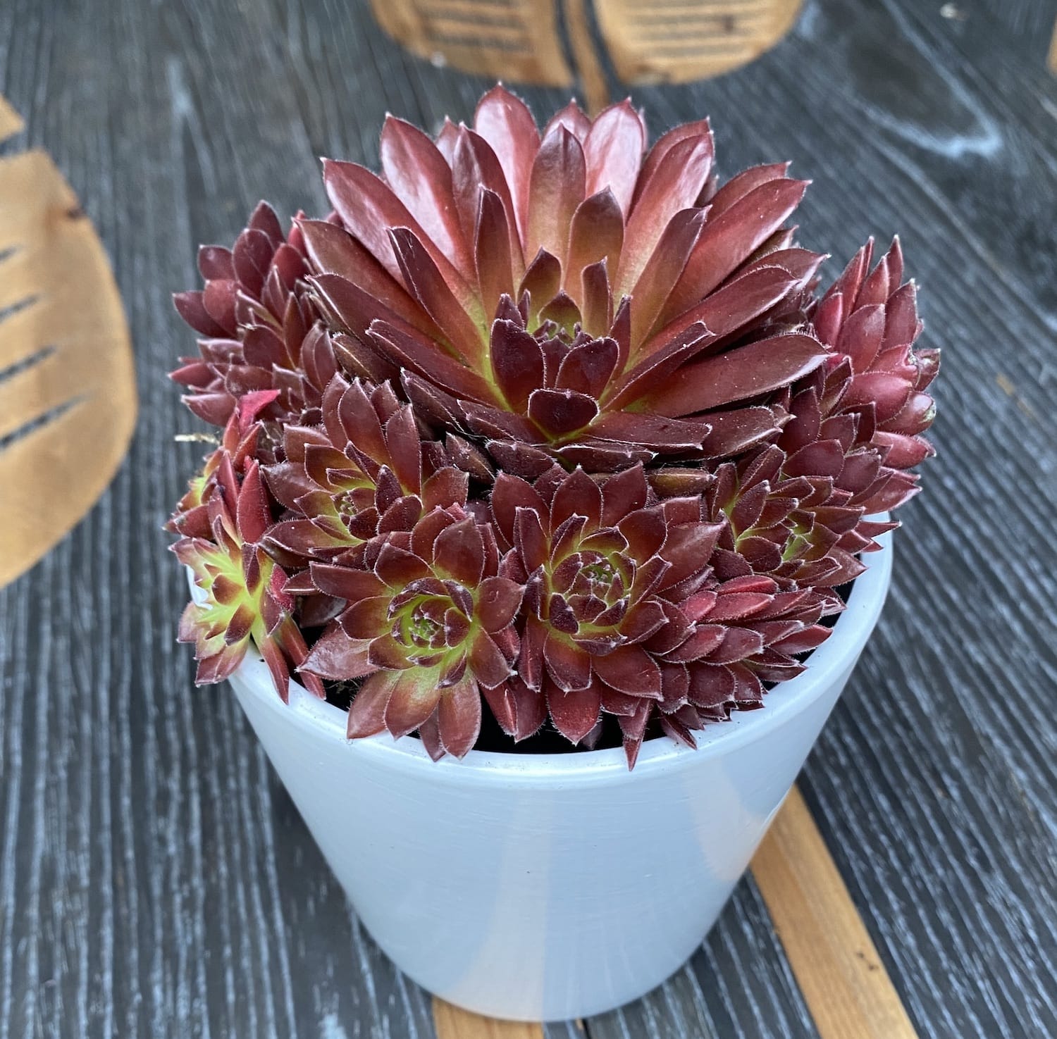 Sempervivum 'Lissabon Wine Red'  - Planta Urechelnita