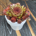 Sempervivum 'Riga Dark Purple' - Φυτό Αυτί Κουνελιού