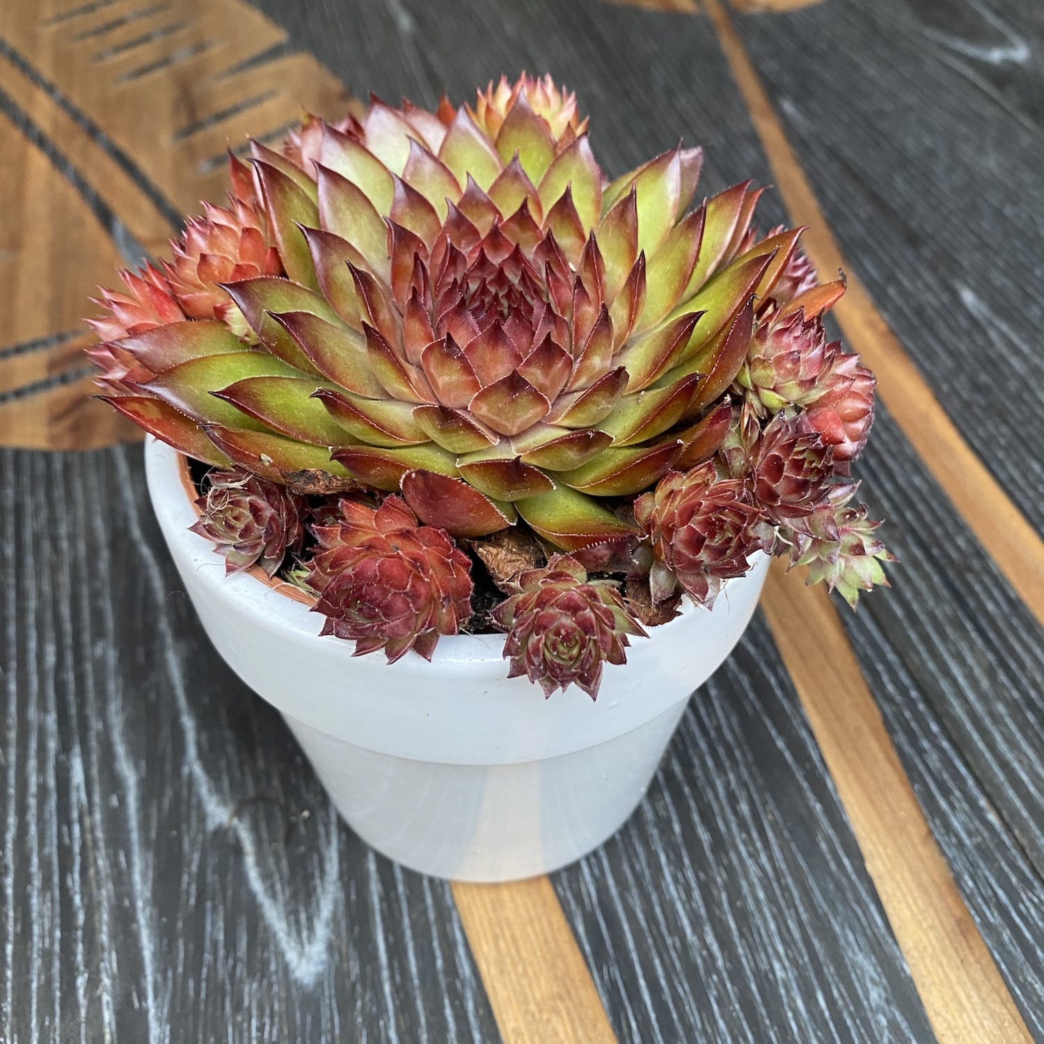 Sempervivum 'Riga Dark Purple' - Planta Urechelnita
