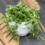 Senecio Herreianus (Planta guisante, Collar de cuentas)