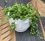 Senecio Herreianus (Planta guisante, Collar de cuentas)