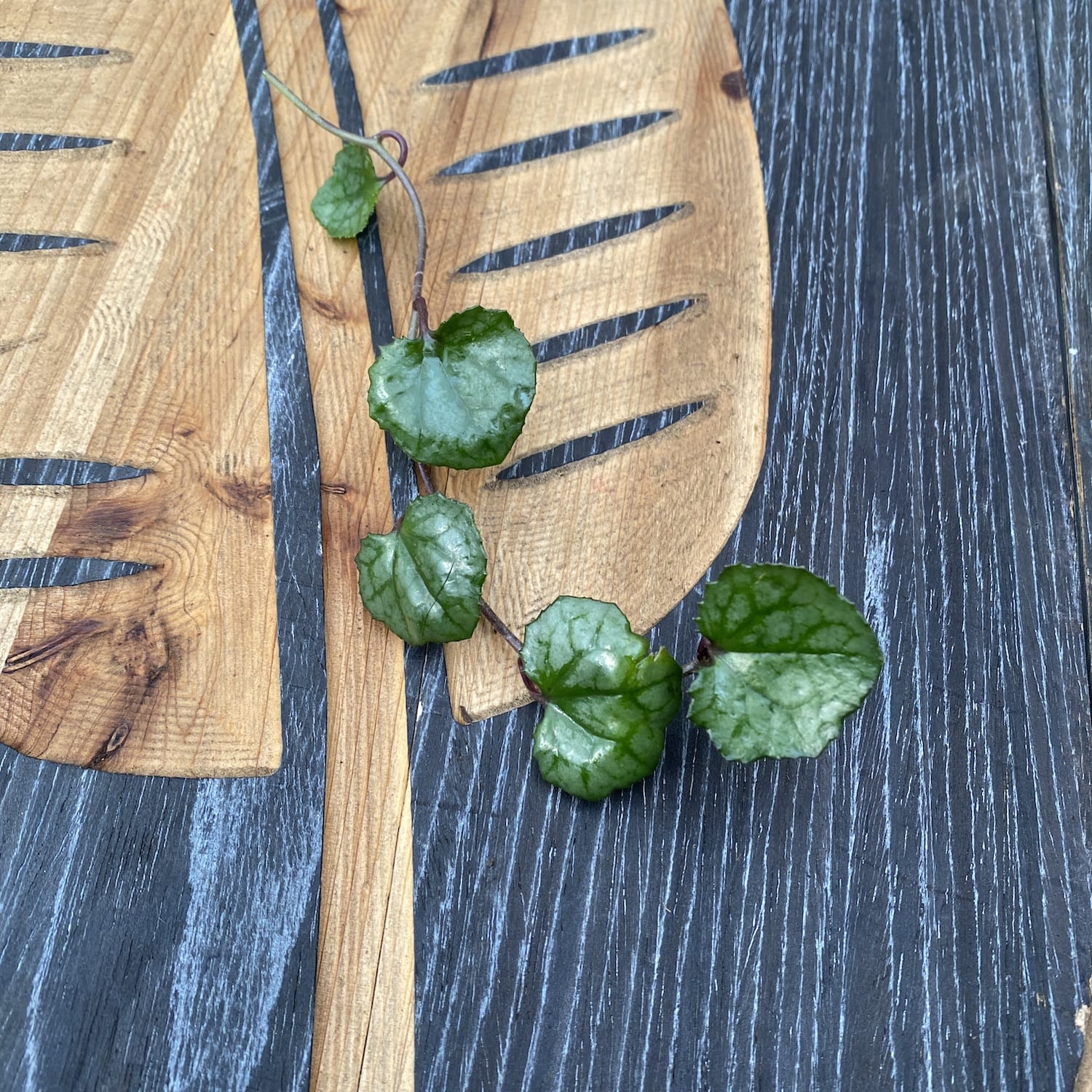 Cuttings Senecio Mikanoides 'Magic Marble' (neinradacinat)