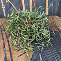 Senecio herreianus 'Purple Flush'