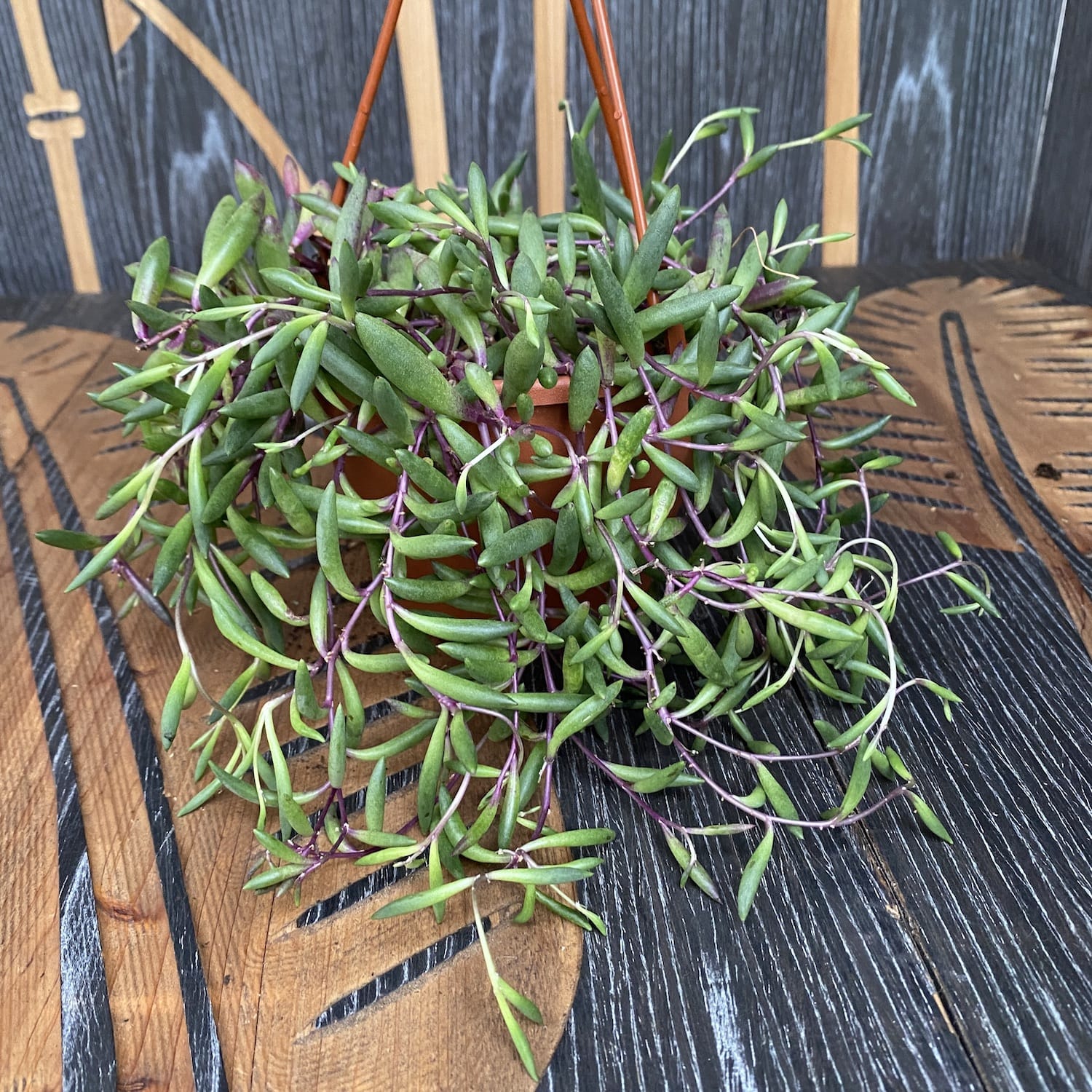 Senecio herreianus 'Purple Flush'