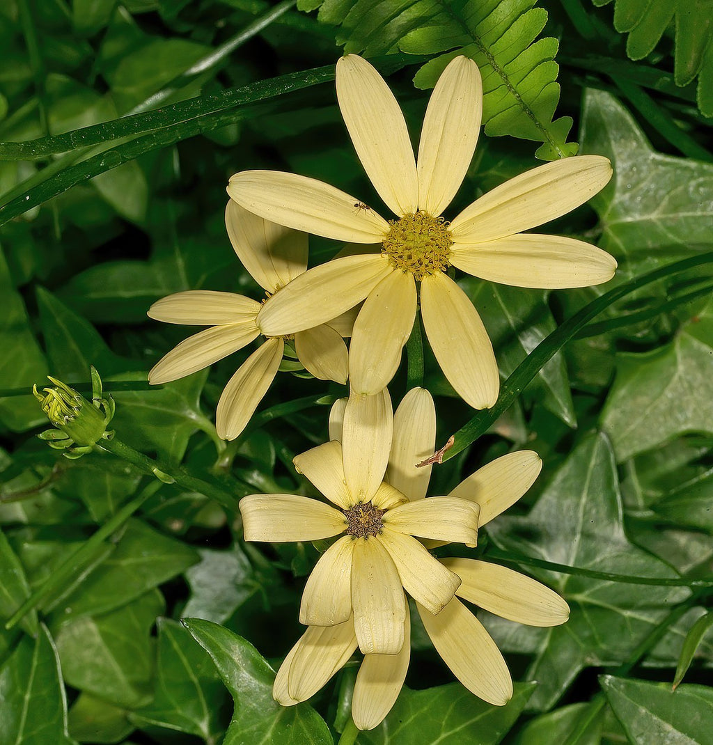 Senecio macroglossus (3 Pflanzen/Topf)