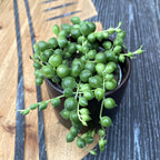 Senecio rowleyanus (sirag de perle) *babyplant