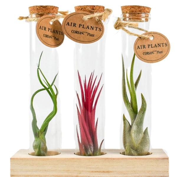 Set mit 3 Tillandsien AirPlant aus Glas + Holzständer