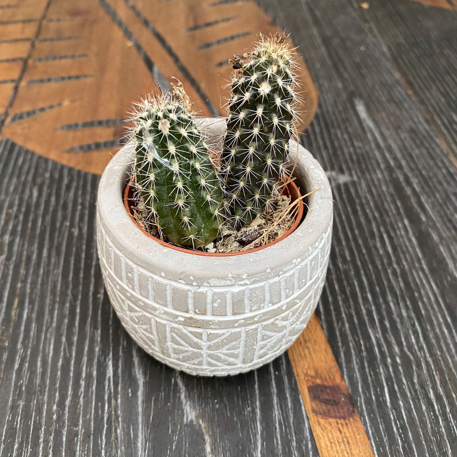 Echinopsis Mirabilis 'Flower of Prayer'