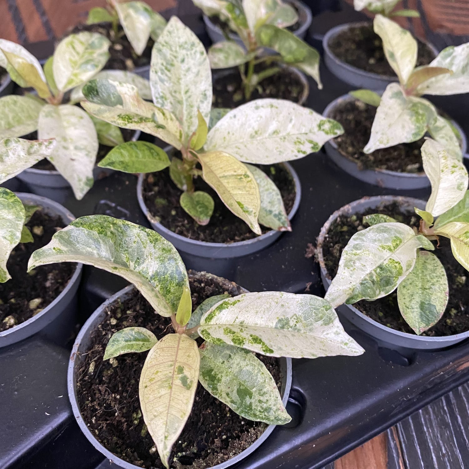 Ficus elastica 'Shivereana' ('Moonshine', 'Variegata') babyplant