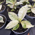 Ficus elastica 'Shivereana' ('Moonshine', 'Variegata') babyplant