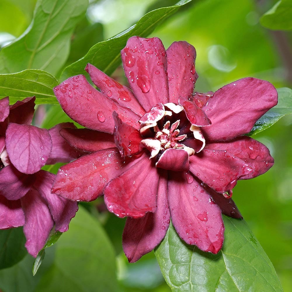 Sinocalycanthus 'Hartlage Wine'