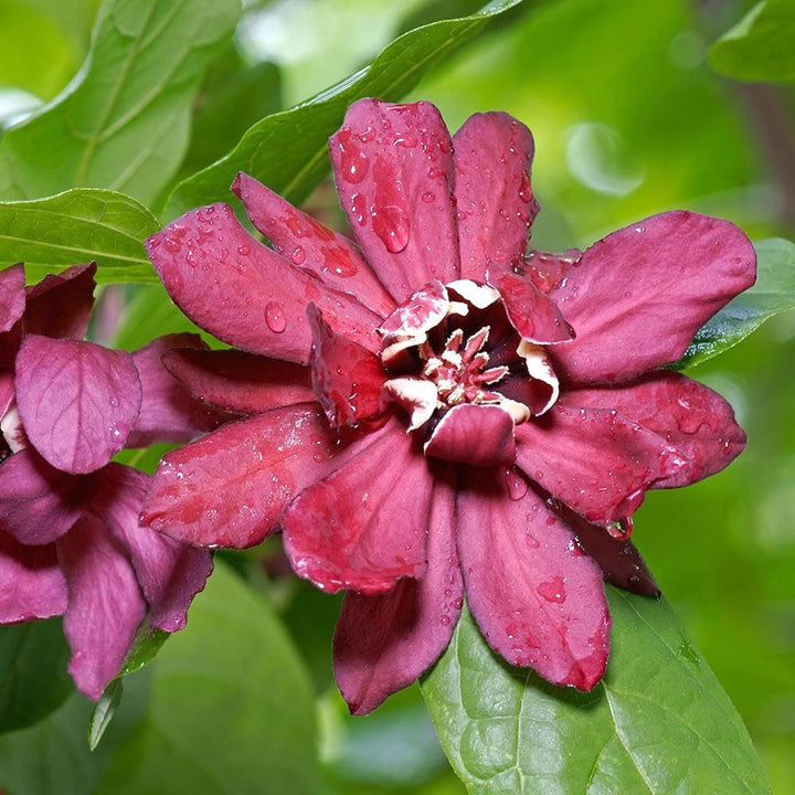 Sinocalycanthus 'Hartlage Wine'