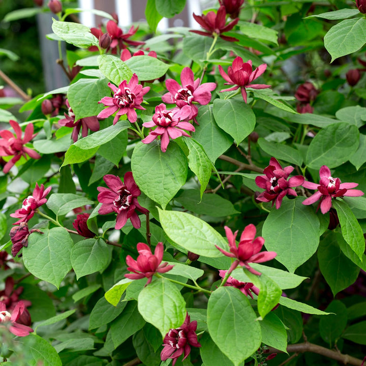 Sinocalycanthus 'Hartlage Wine'