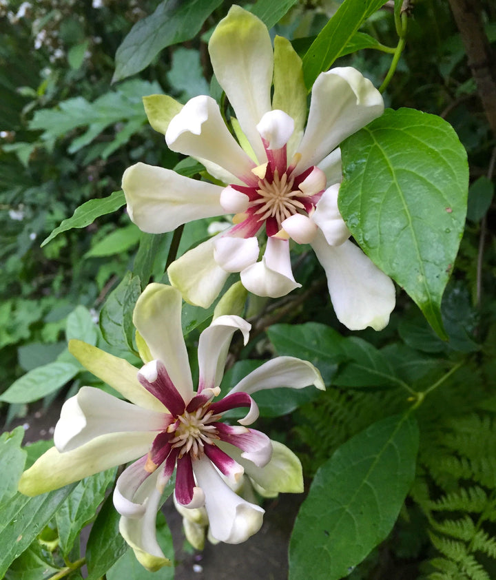 Sinocalycanthus 'Venus'