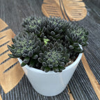 Sinocrassula yunnanensis (китайски нефрит)