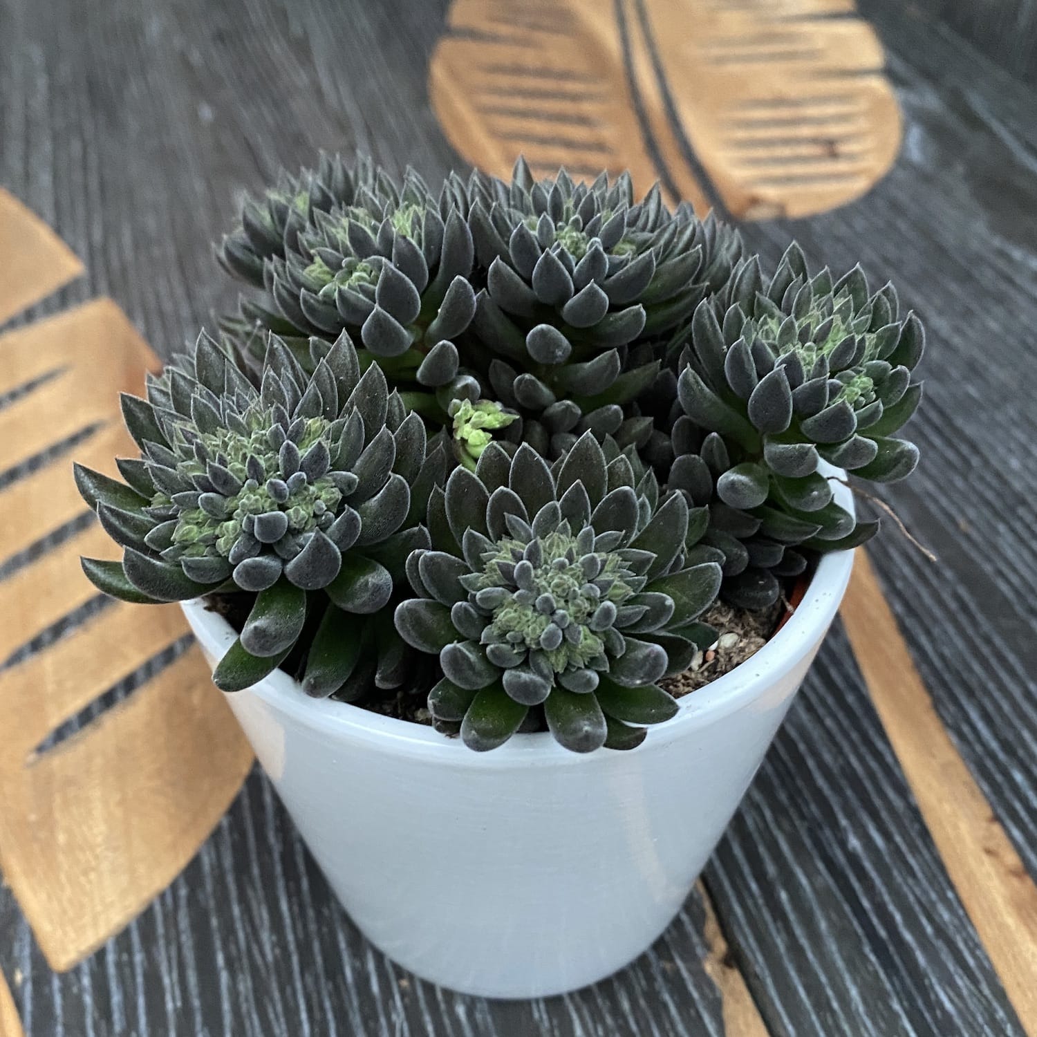 Sinocrassula yunnanensis (Chinese Jade)