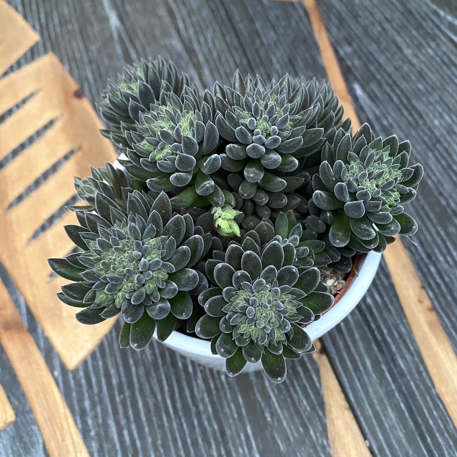 planta jade chino Sinocrassula yunnanensis (Jade chino) – Secret Garden Plant Shop