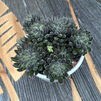 Sinocrassula yunnanensis (китайски нефрит)