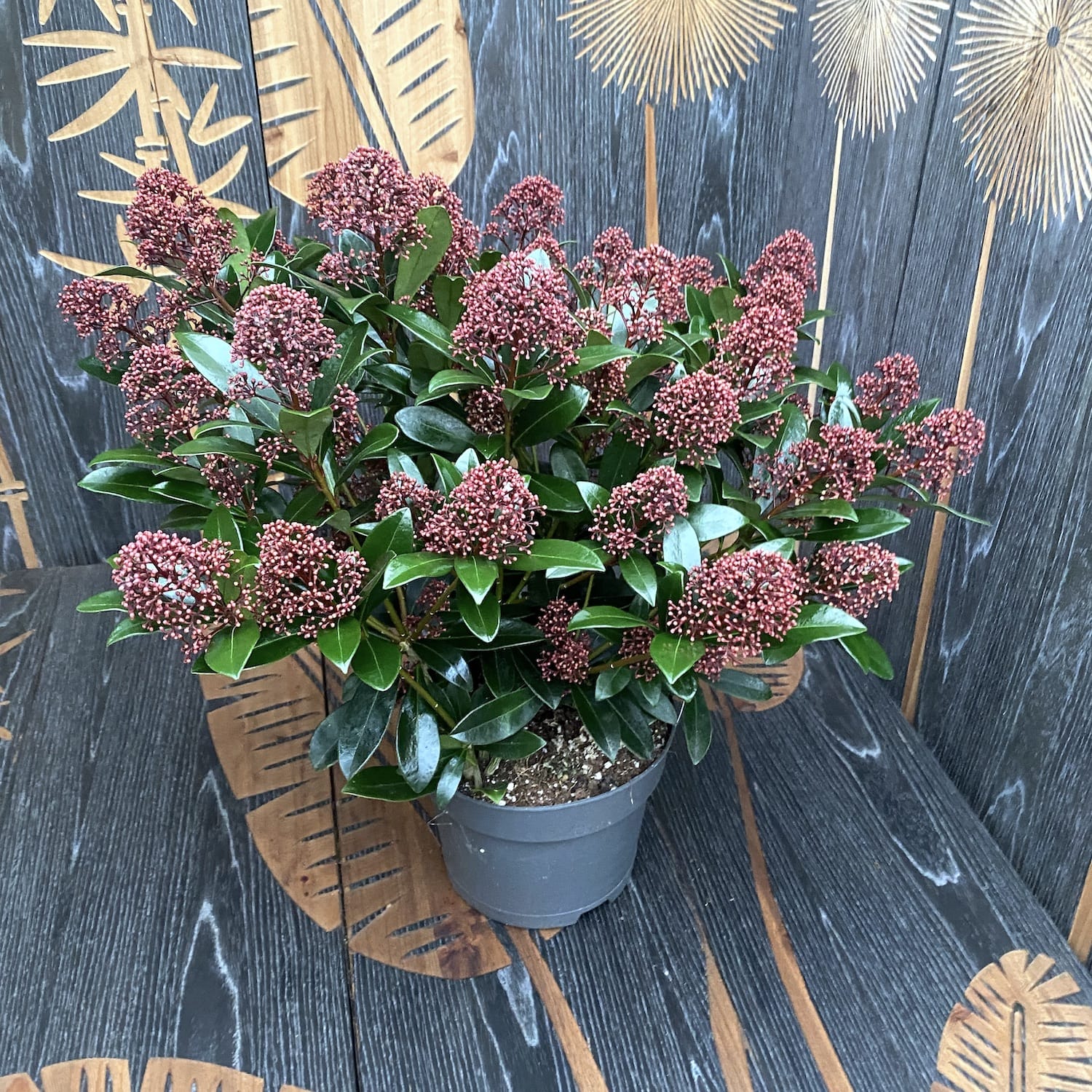 Skimmia Japonica Rubella (Liliacul japonez) - exemplare mari, 3 plante/ghiveci