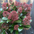 Skimmia Japonica Rubella (Liliacul japonez) - exemplare mari, 3 plante/ghiveci