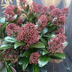 Skimmia Japonica Rubella (Liliacul japonez) - exemplare mari, 3 plante/ghiveci