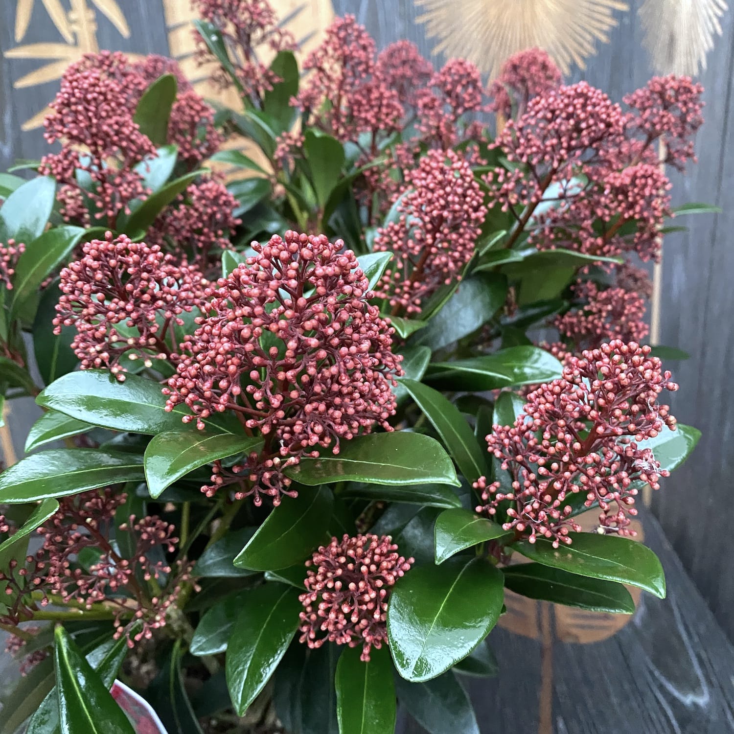 Skimmia Japonica Rubella (Liliacul japonez) - exemplare mari, 3 plante/ghiveci