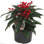Skimmia japonica reevesiana 'Rubella'