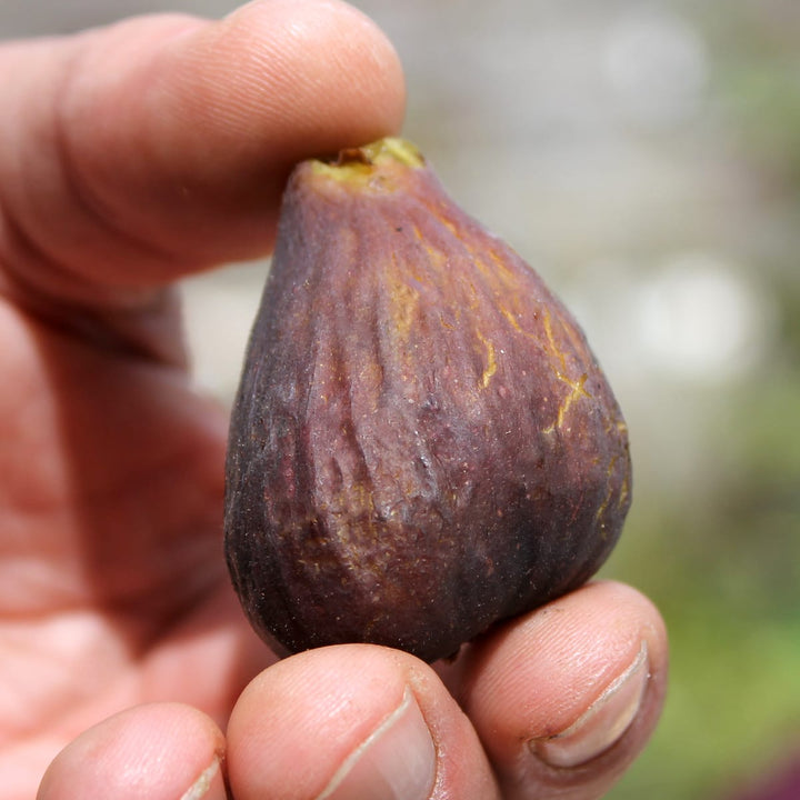 Smochin - Ficus carica 'Bornholm'