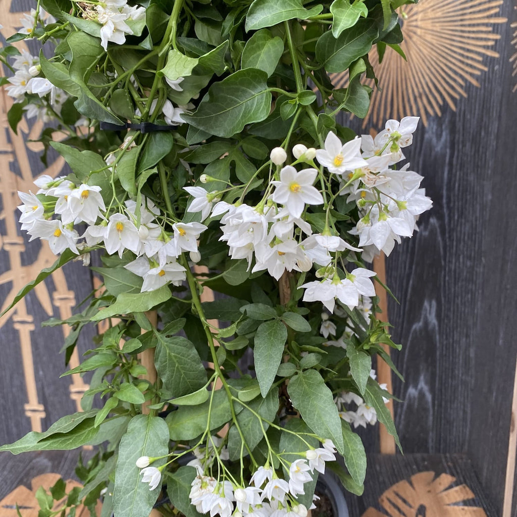 Solanum Jasminoides (катерлива жасмин) - XXL екземпляри