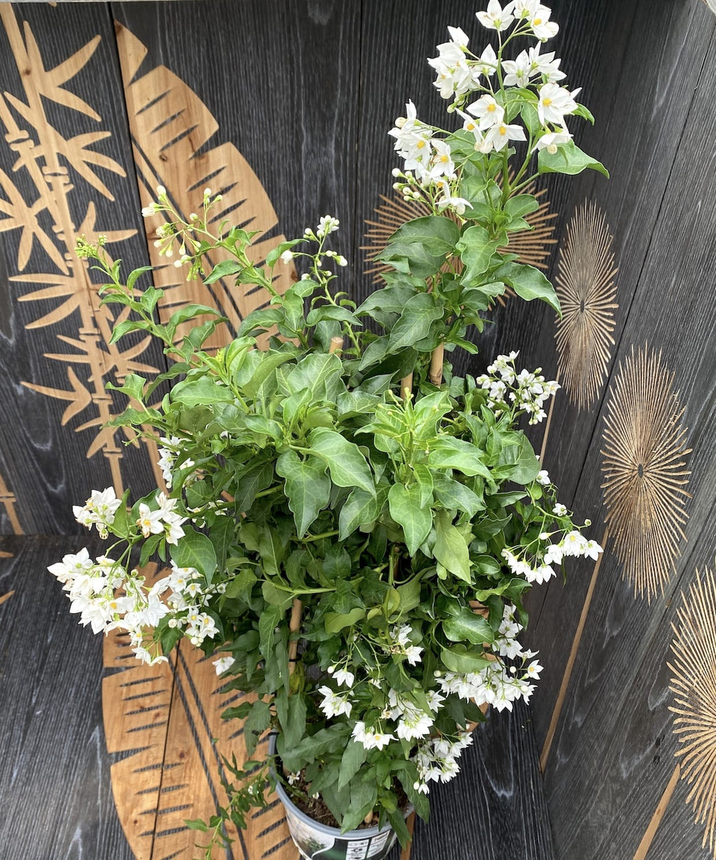 Solanum Jasminoides (катерлива жасмин) - XXL екземпляри