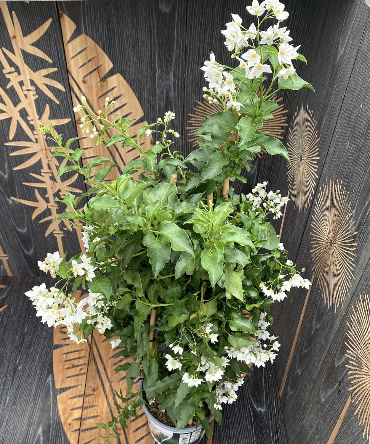 Solanum Jasminoides (gelsomino rampicante) - esemplari XXL