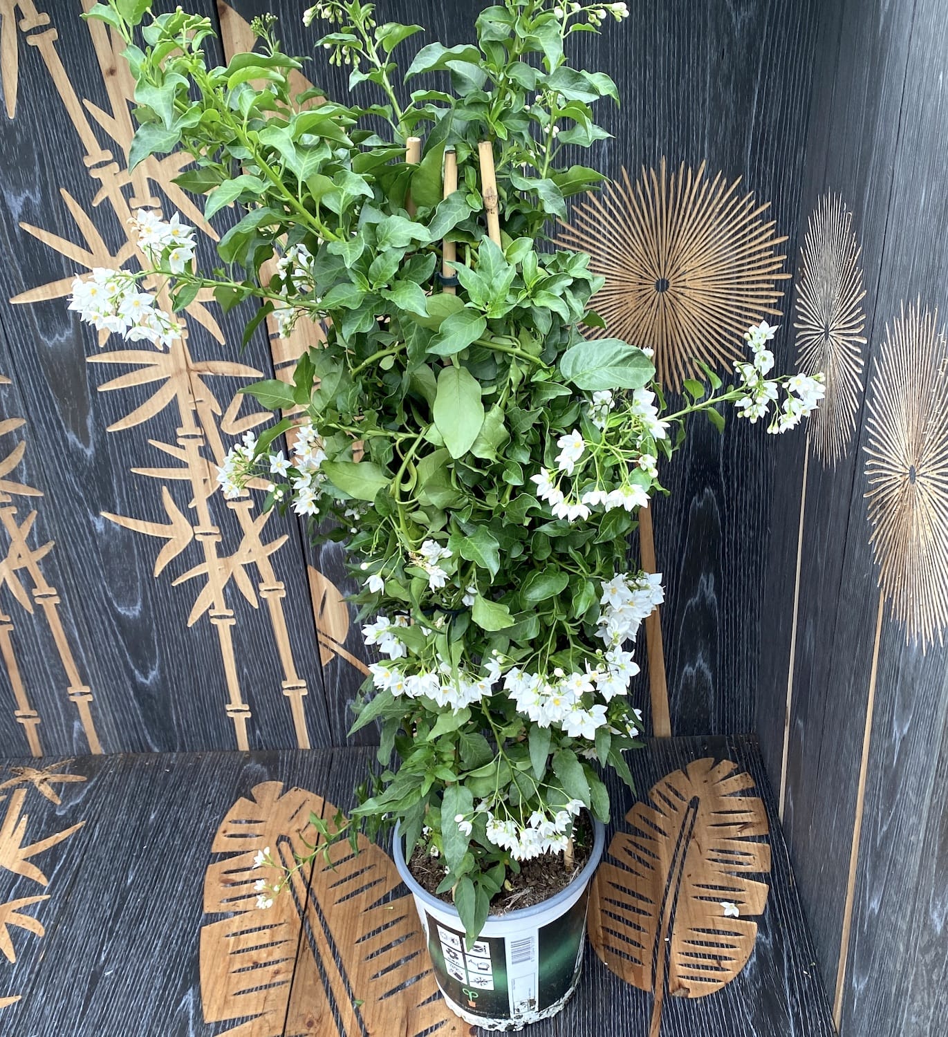 Solanum Jasminoides (gelsomino rampicante) - esemplari XXL