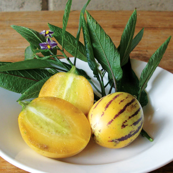 Solanum muricatum 'Pepino Gold'