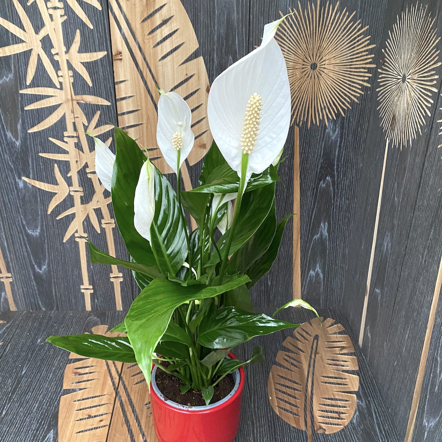 Copilul Pacii Scriptum Crinul pacii - Spathiphyllum (purifica aerul) D14/13