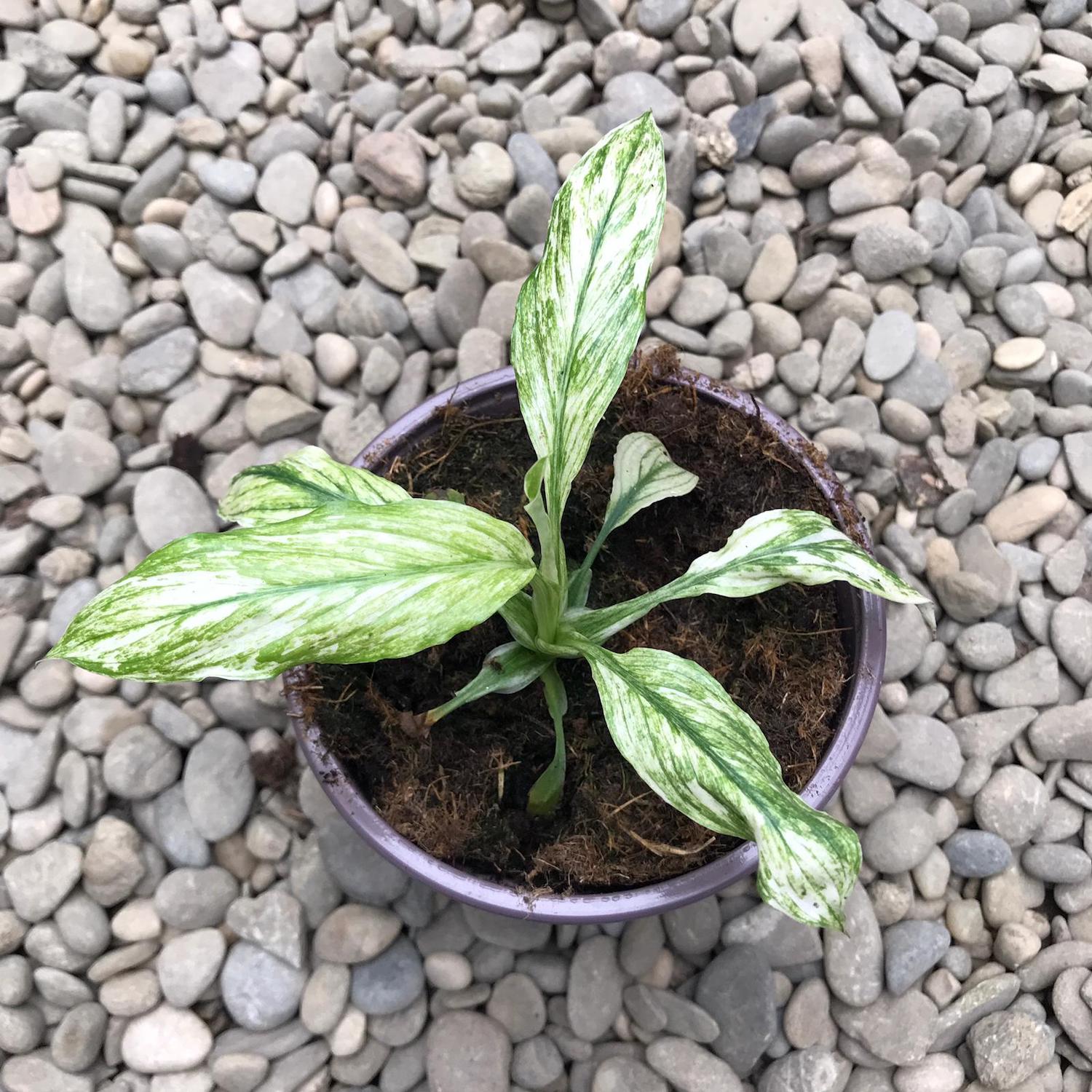 Spathiphyllum Sensation variegated