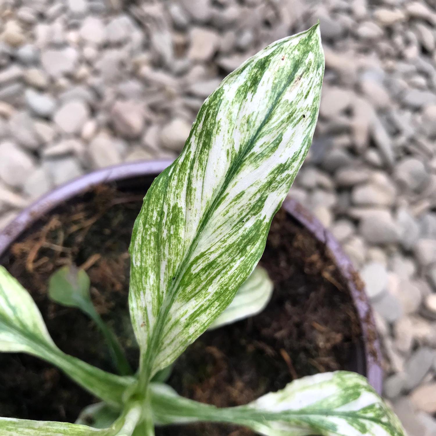 Spathiphyllum Sensation variegated